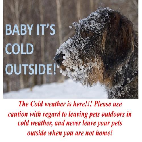 coldweatherdog-500x500